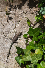 Lizard on Lopud Island