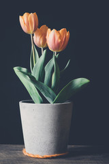 Orange Tulpen im Blumentopf