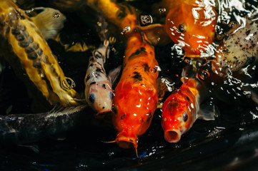 Fancy Carp or Koi Fish are red,orange, white, black. View of carp - Bekko. Decorative bright fish floats in a pond. Close-up.