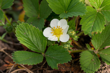 strawberry blossoms