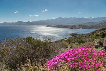Pink flowers on rocky Corsican coast with Calvi in distance