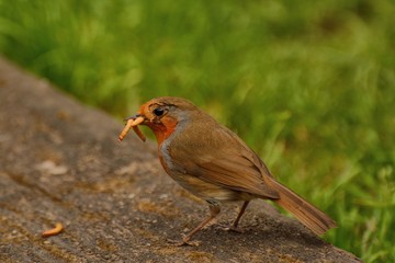 Overworked, bedraggled Robin redbreast, with mealworms
