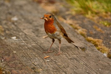 Overworked, bedraggled Robin redbreast, with mealworms