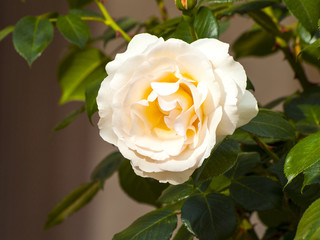 White rose on blooming on a garden in springtime
