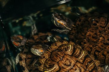 A family of turtles swim in an aquarium. Trachemys scripta