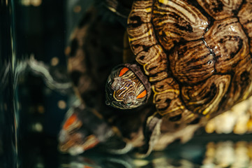 A family of turtles swim in an aquarium. Trachemys scripta