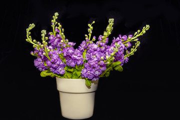 Fototapeta na wymiar Purple flowering hoary stock blooms in a vase against a black background