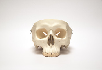 Artificial human skull model