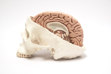 Artificial human brain and skull model