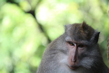バリ島のサル