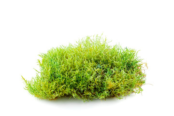 Fresh green moss.