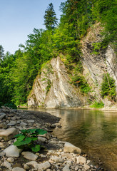 trees near the river in mountains