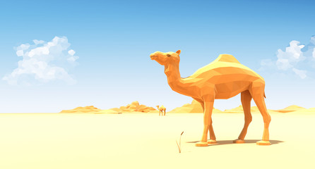 Camel in a desert