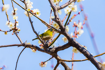 The Japanese White-eye and white plum blossoms. Located in Tokyo Prefecture Japan.