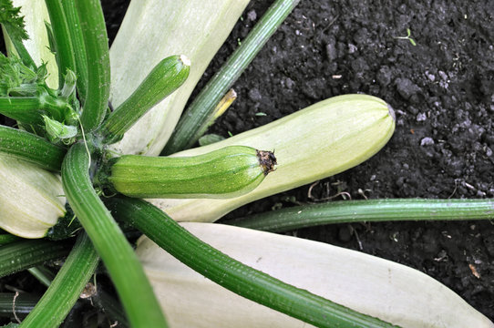 close-up of growing vegetable marrow in the vegetable garden, view from above