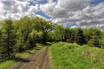 Fototapeta na wymiar Dirt road between the trees and grass
