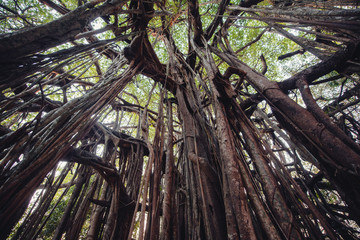 Banyan tree