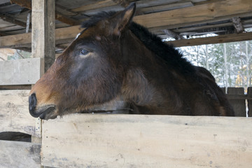 Muzzle of a brown horse