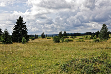 Full view of weeds and trees in the land