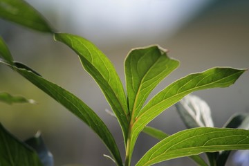 green plant