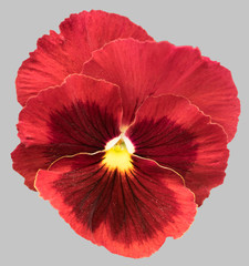 Red pansy flowers isolated on gray background.