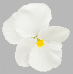 White pansy flowers isolated on gray background.