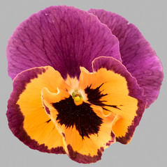 Red yellow pansy flowers isolated on gray background.