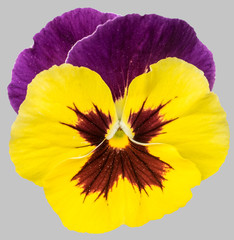 Yellow purple pansy flowers isolated on gray background.
