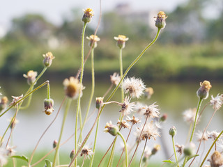 The small grass flowers in the garden.