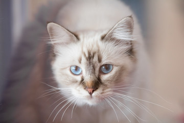 a white and gray blue-eyed cat looking forward