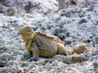 Iguana