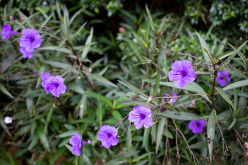 Beautiful blue wild flowers close up with sun light background.