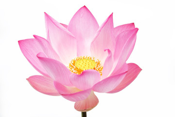 lotusbloem geïsoleerd op een witte achtergrond.