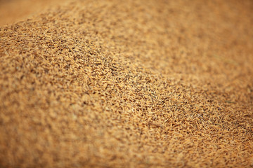  paddy seed rice background.