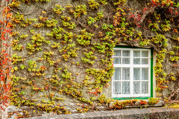 ivy plant  around green window