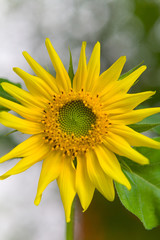 Petals of a beautiful yellow sunflower flower close-up.