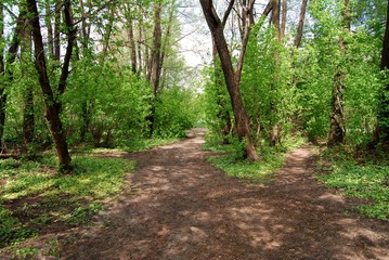 Paths in the forest