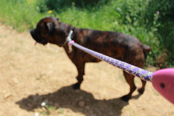 chien tenu en laisse