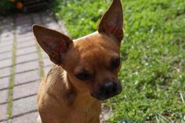 biszkoptowy piesek chihuahua © Katarzyna