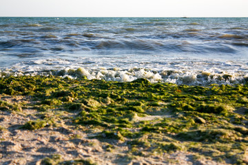Green algae on the sea shore