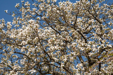 徳佐八幡宮のコブシ