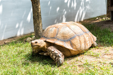 Obraz premium Galapagos giant turtle standing on green grass.