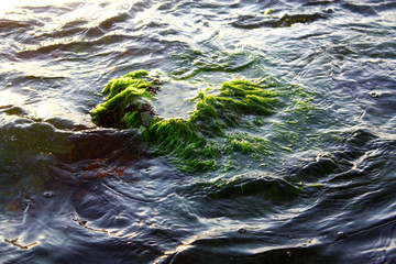 Partially submerged algae and seaweed covered rocky outcropping