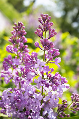 A photo of lilac flowers. Selective focus.