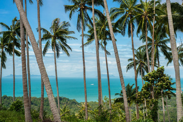 Fototapeta na wymiar Landscape in Thailand, palms and the sea