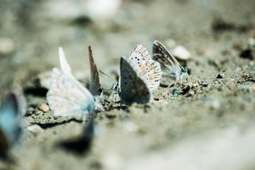 Incontro di farfalle - Chamois (IT)