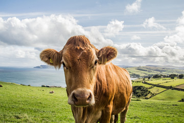 Irish cow