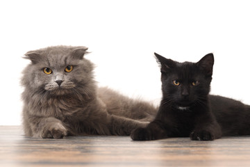 Grey thoroughbred cat and black kitten together