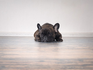 Sad dog lying on the floor in an empty room. Expressive eyes
