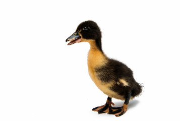 Small ducklings